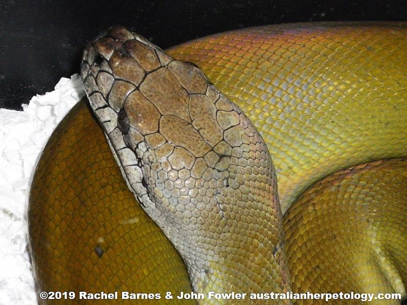 Papuan Olive Python 3 Outback Reptiles - Best Space Pictures in 8K